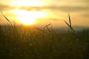 Setting sun and grass Grass with setting sun inspring faith and hope
