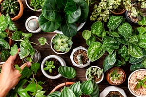Various houseplants arranged on a wooden table.