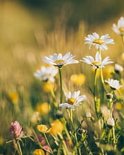Flowers Daisies - 800 W x 1000 H
